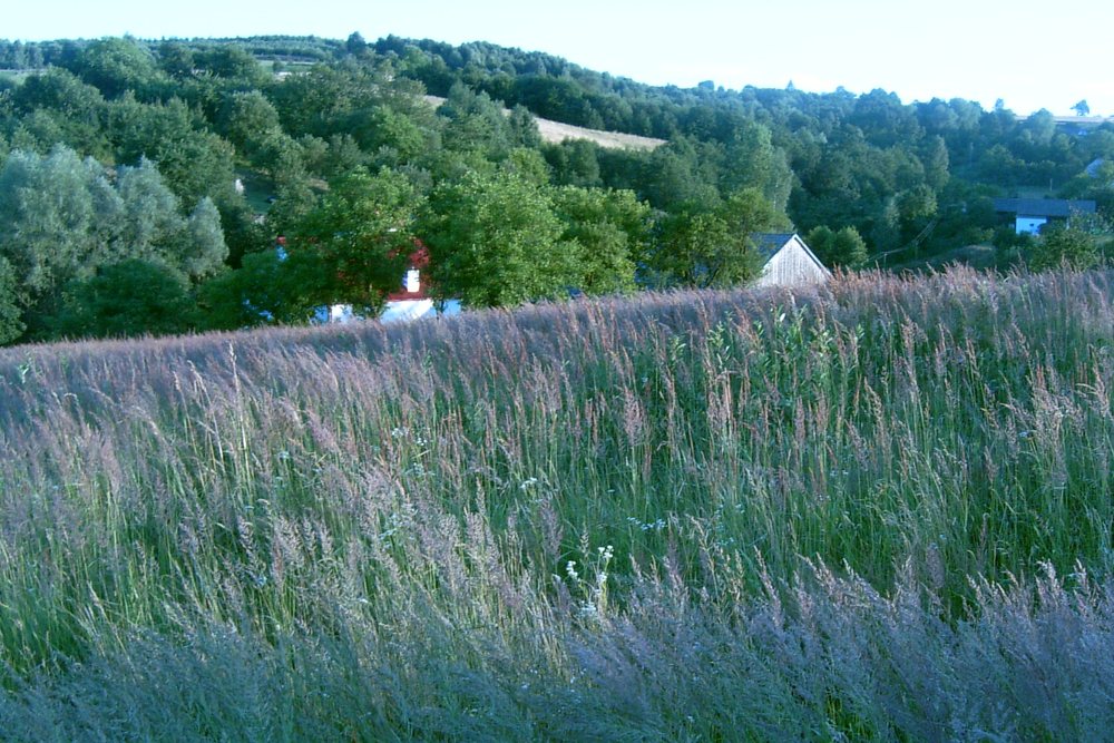 Łąka nad doliną w Hucisku Jawornickim